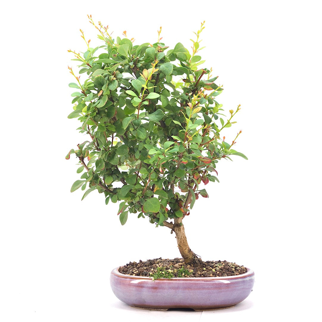 Berberitze 'Berberis
